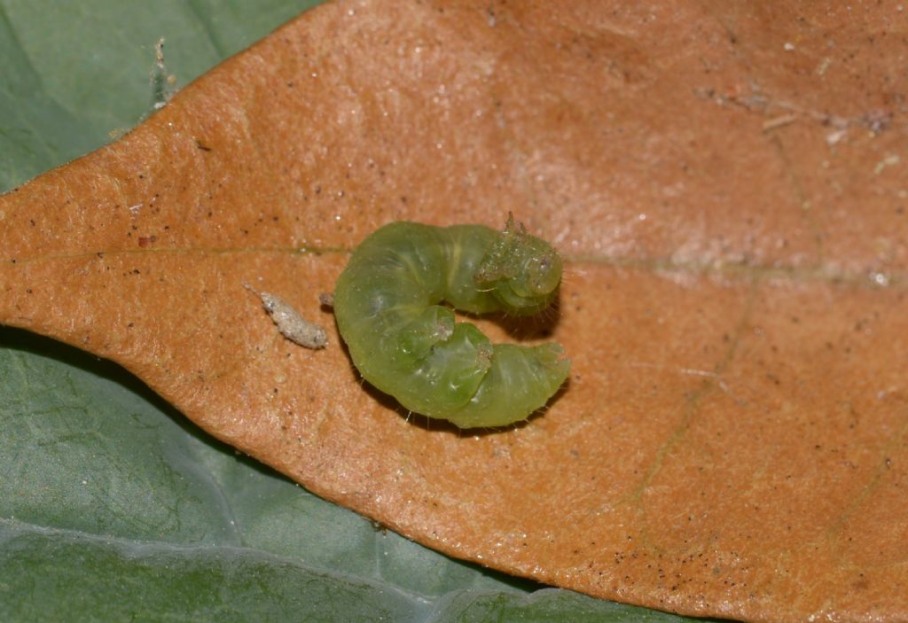 Bruchi di...  Chrysodeixis chalcites (cfr.) - Noctuidae